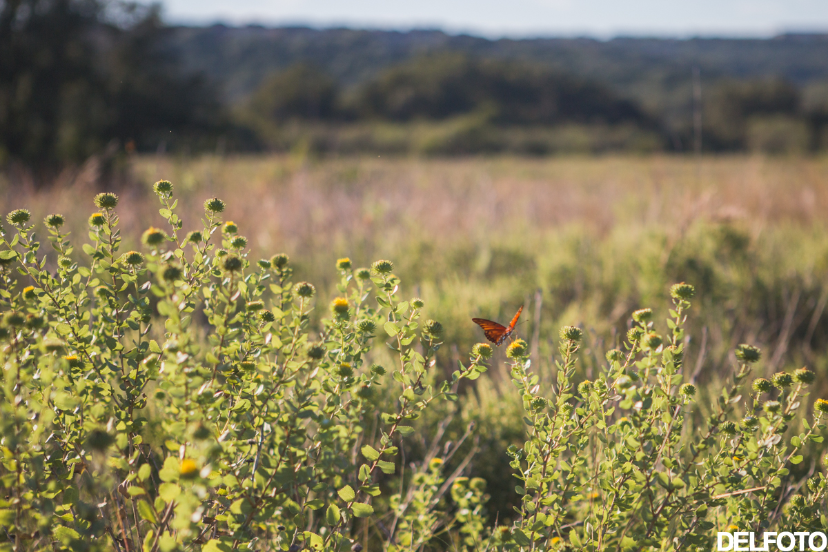commons ford park austin texas wildflower restoration nature prairie butterfly