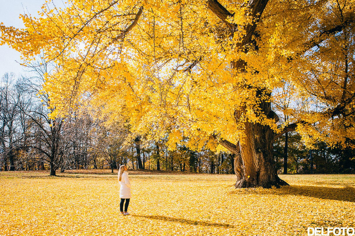 New York Hyde Park Vanderbilt Mansion Travel Photography Autumn Fall Yellow Gingko tree Leaves