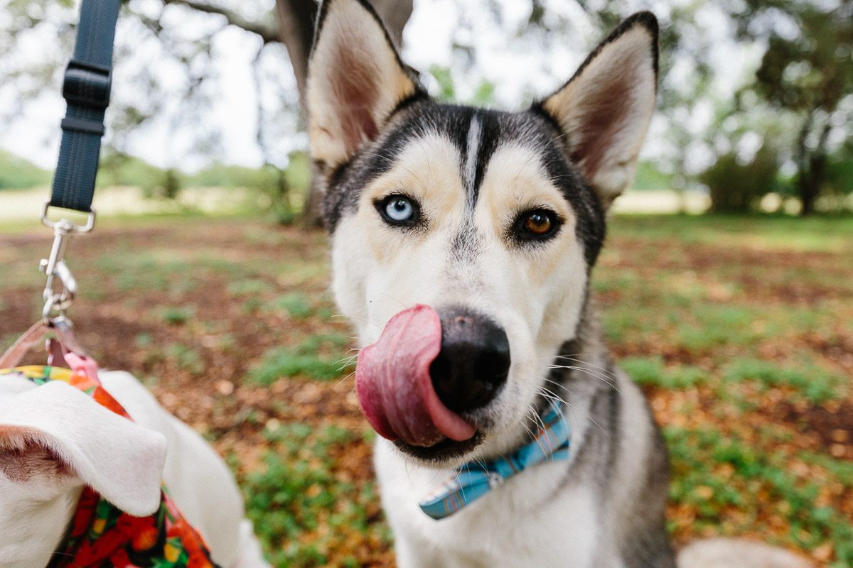 Husky Dog Family Portrait Austin Texas